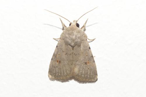 Caradrina kadenii